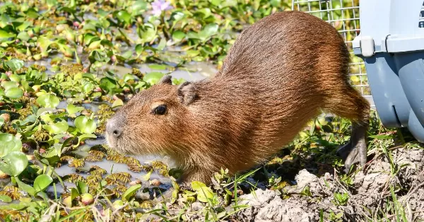 Liberaron en Santa Fe fauna silvestre que fue rescatada y rehabilitada 