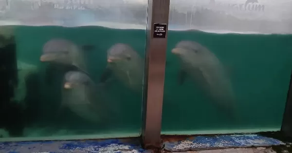 Denuncian abandono de delfines y lobos marinos en el ex Aquarium de Mar del Plata