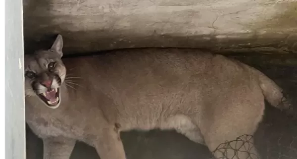 Rescataron y liberaron un puma que se metió en una vivienda en la localidad de Monje