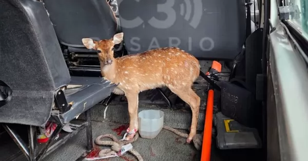 Un ciervo apareció en una cochera de Rosario