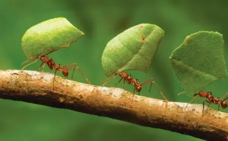 Un biólogo pronostica el clima a través del comportamiento de las hormigas