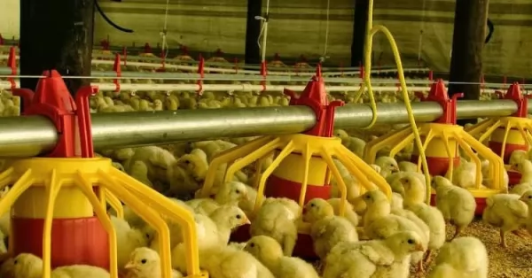 Piden 10 años de prisión para el dueño de un criadero de pollos por explotación laboral