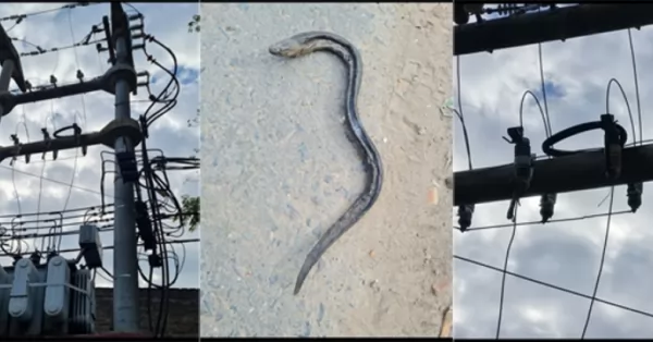Insólito: arrojaron una anguila a un transformador y dejaron sin luz barrios de Baigorria