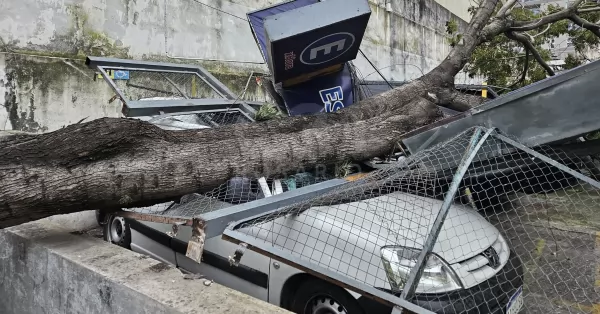 Un árbol de gran porte cayó sobre varios autos estacionados en una cochera de Rosario