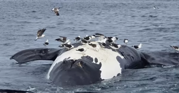 Hallaron seis ballenas muertas en Puerto Pirámides