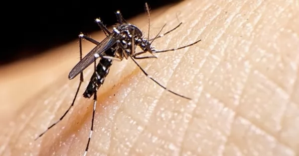 Advierten sobre la importancia de reforzar los cuidados durante el invierno para prevenir el dengue