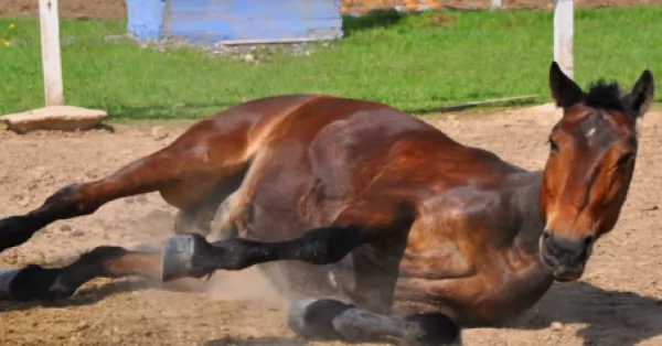 Aprobaron 80 mil dosis de la vacuna contra la encefalomielitis equina