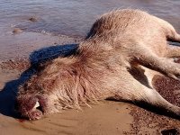 Ambientalistas denuncian mortalidad casi total de la fauna autóctona de los humedales