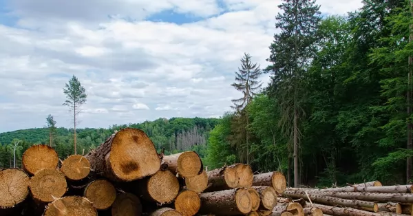 Cambio climático: Más de 100 países prometen frenar la deforestación