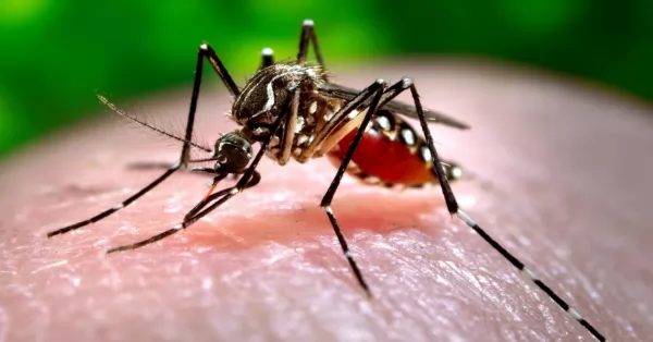 Baigorria: confirmaron 6 casos de Dengue en las últimas horas y refuerzan medidas de prevención