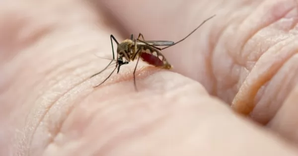 Detectan dos casos de dengue importado en San Luis, los primeros de la temporada 2023-2024