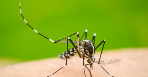 Confirmaron 525 nuevos casos de Dengue en la provincia y 17 de Chikungunya