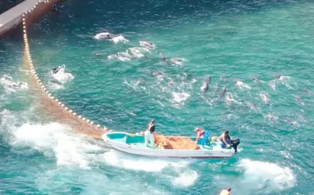 Comenzó la cacería masiva de delfines en Japón