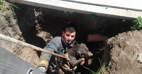 Bomberos rescataron a un perro que se cayó a una fosa séptica en San Lorenzo