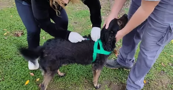 Ricardone: más de 250 mascotas ya recibieron  la vacuna antirrábica 