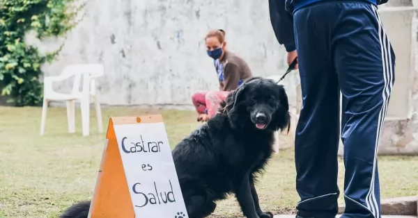 En 2024, la Municipalidad de San Lorenzo castró a más de 5.000 perros y gatos