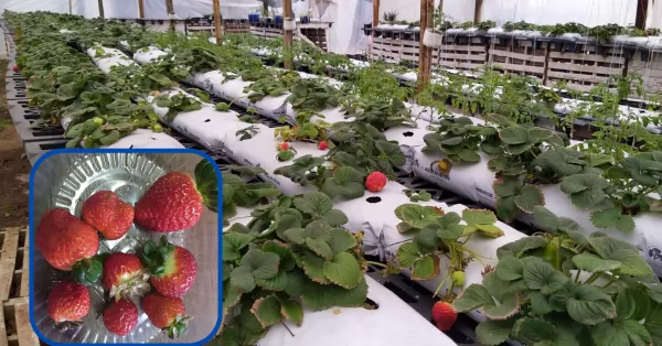 Granadero Baigorria cosecha la primera producción de Frutillas