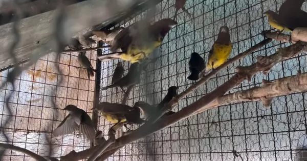 Rescataron 70 aves silvestres de una vivienda en Rosario