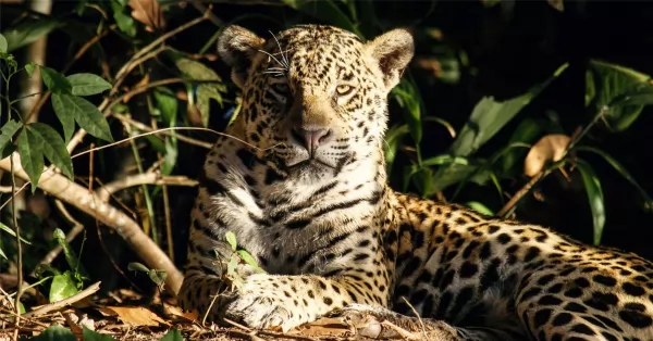 Greenpeace: La deforestación amenaza al Yaguareté 