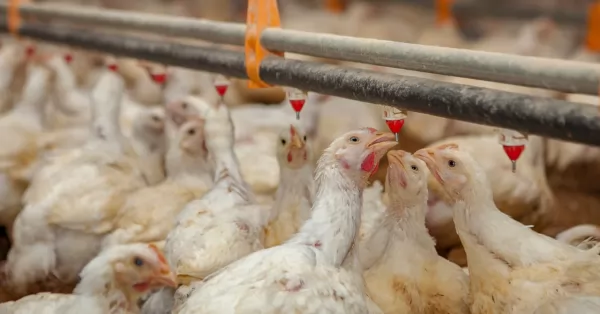 Un nuevo caso de gripe aviar aumenta a 78 las detecciones en el país