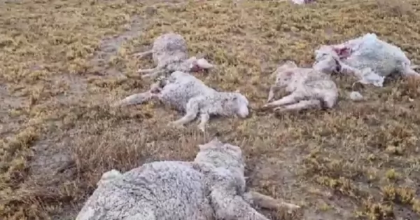 Una jauria de perros mató a más de 150 ovejas y corderos en Chubut 