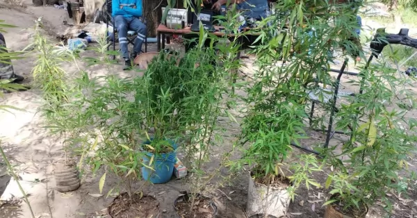 Allanaron un domicilio y secuestraron 17 plantas de marihuana en San Lorenzo 