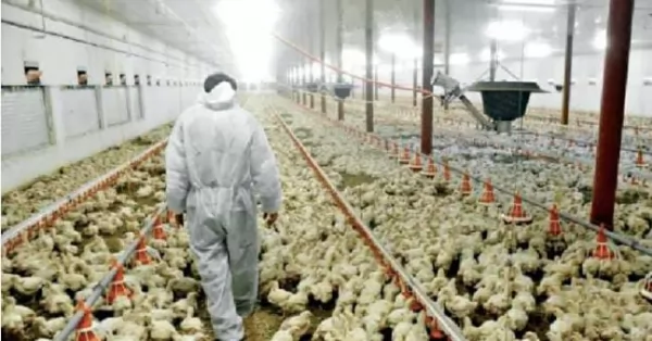 La industria de la alimentación negocia paritarias en el sector avícola para acordar el mes de Julio