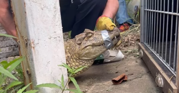 La PFA encontró un Yacaré en el instituto Malbrán 