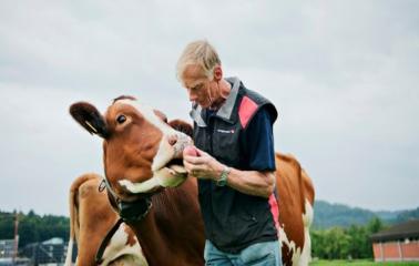 Idean un detector de vacas en celo