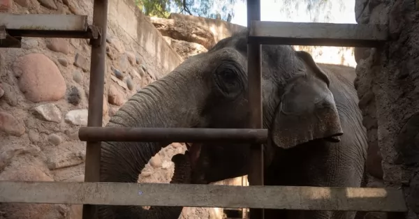 Tras años de encierro, las elefantas Pocha y Guillermina viajarán a un santuario en Brasil