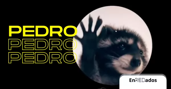 De dónde viene la canción viral del mapache “Pedro, Pedro, Pedro”