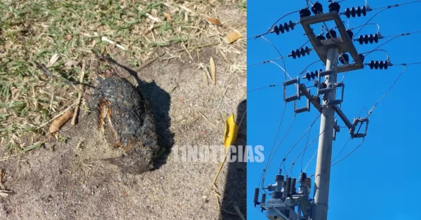 Un hornero que se posó sobre los cables dejó a medio Beltrán y Bermúdez sin luz