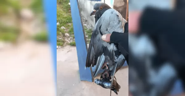 Hallaron una paloma con un celular atado a sus patas cerca de la cárcel de Coronda