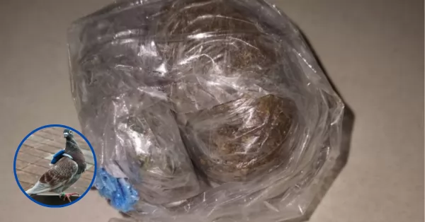 Insólito: quisieron entrar droga con una paloma a la cárcel de Coronda 