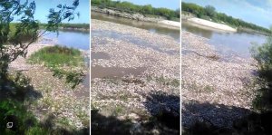 Impactante cantidad de peces muertos en el Río Salado