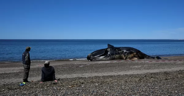 Chubut: el número de ballenas fallecidas ascendió a 30 