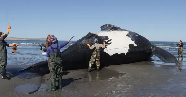 Península Valdés: ya son 15 las ballenas muertas 