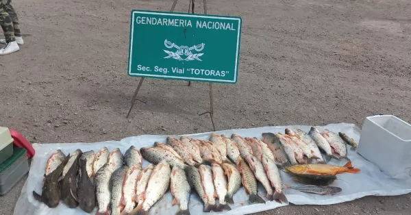 Totoras: Gendarmería secuestró 43 pescados que eran trasladados ilegalmente