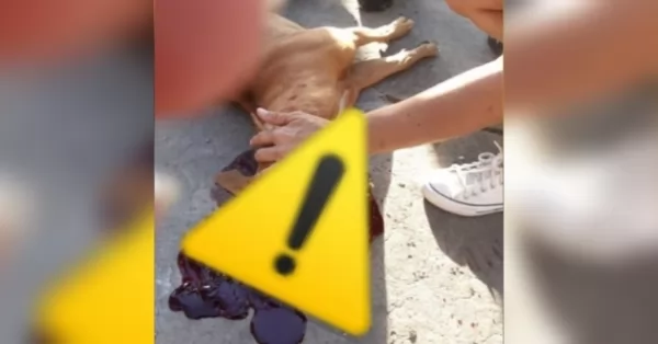 Convocan a una movilización tras la muerte de un perrito por una bomba de estruendo en los festejos de Argentina