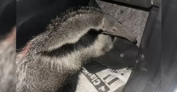 Devolvieron un oso hormiguero a su hábitat natural