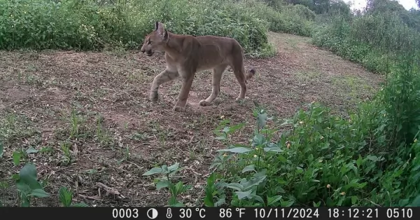 Se obtuvo el primer registro fotográfico de puma en el Parque Nacional Islas de Santa Fe