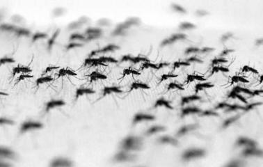 Confirman 650 casos de dengue en Chaco