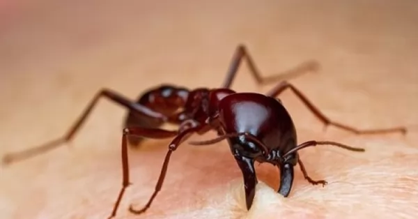 Salvaron la vida de un hombre que fue picado por una hormiga en Roldán