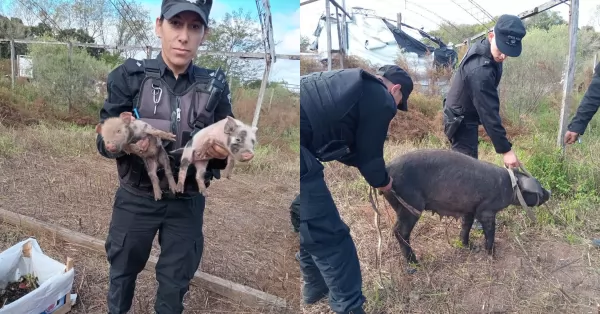 Rescataron a varios cerdos de un criadero clandestino en Arroyo Seco