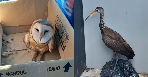 La Policía Ecológica rescató dos aves en domicilios de Rosario 