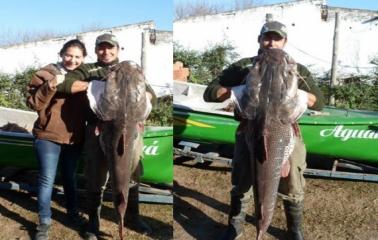 Un beltranence pescó un surubí de 30 kilos