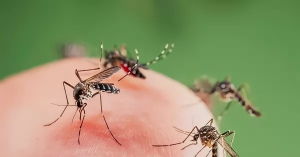 El Ministerio de Salud de la provincia emitió un informe epidemiológico de dengue 