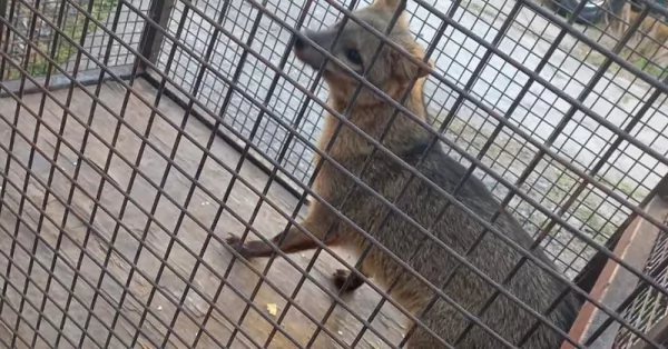 Rescataron un zorro gris que estaba en una vivienda en San Lorenzo 