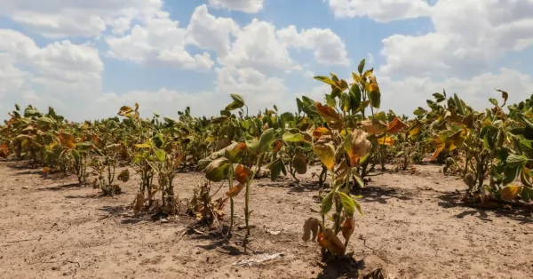 Falta de lluvias complica siembra de girasol y maíz en el centro y norte de Santa Fe