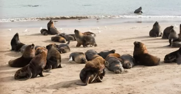 Confirmaron un nuevo caso de gripe aviar en lobos marinos y hallaron ejemplares muertos en la costa